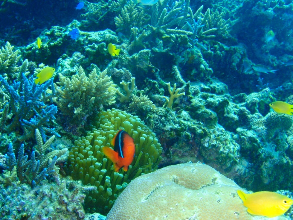 Paradise of corals and colorful fish