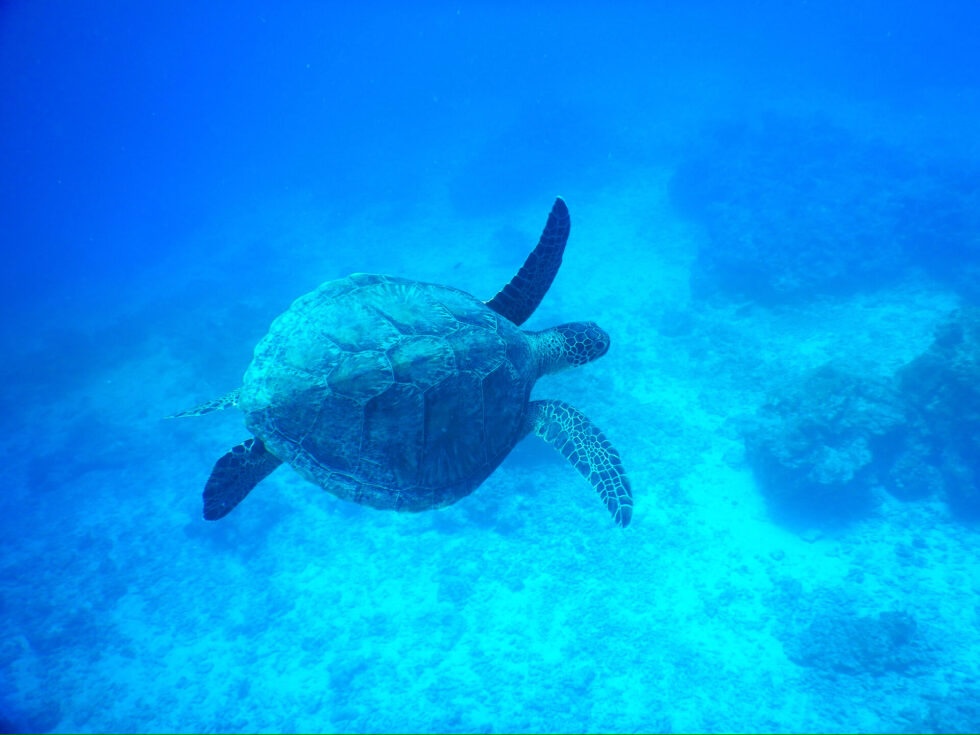Let's go meet the sea turtles
