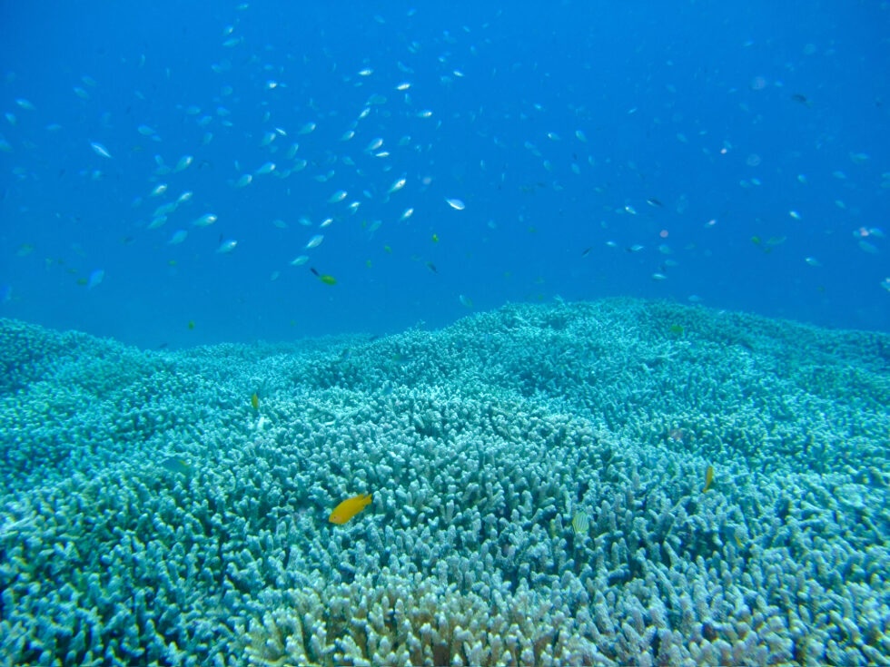 Underwater scenery changes depending on the point of the day