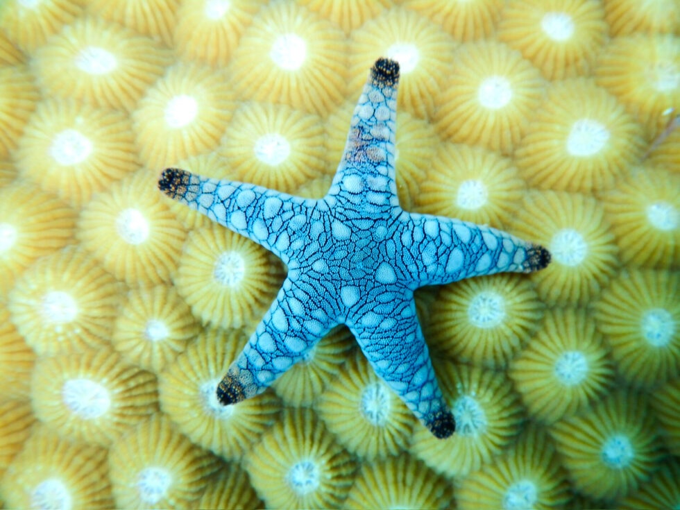 Various types of cute marine creatures