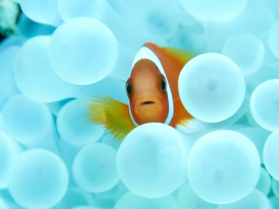 Let's find the clownfish too!