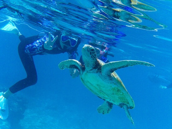 Turtles sometimes come this close!