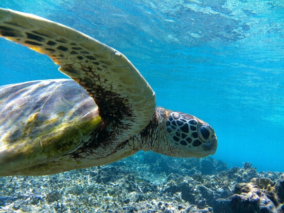 Let's go meet the sea turtles