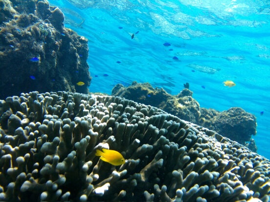 Corals and colorful fish
