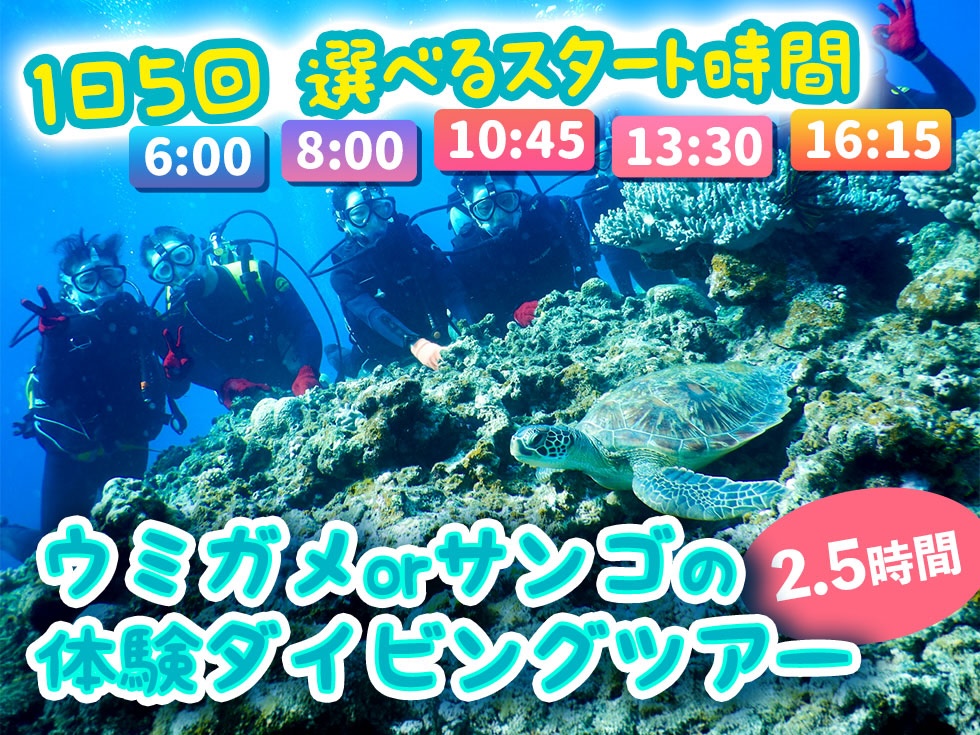 ウミガメorサンゴの体験ダイビングツアー（ビーチエントリー/2.5時間）