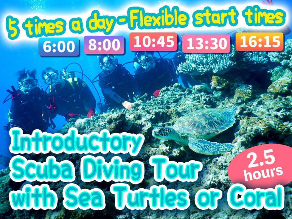 Introductory Scuba Diving Tour with Sea Turtles or Coral