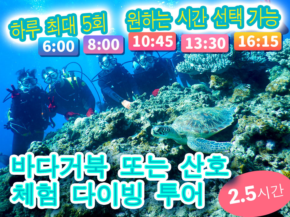 바다거북 또는 산호 체험 다이빙 투어